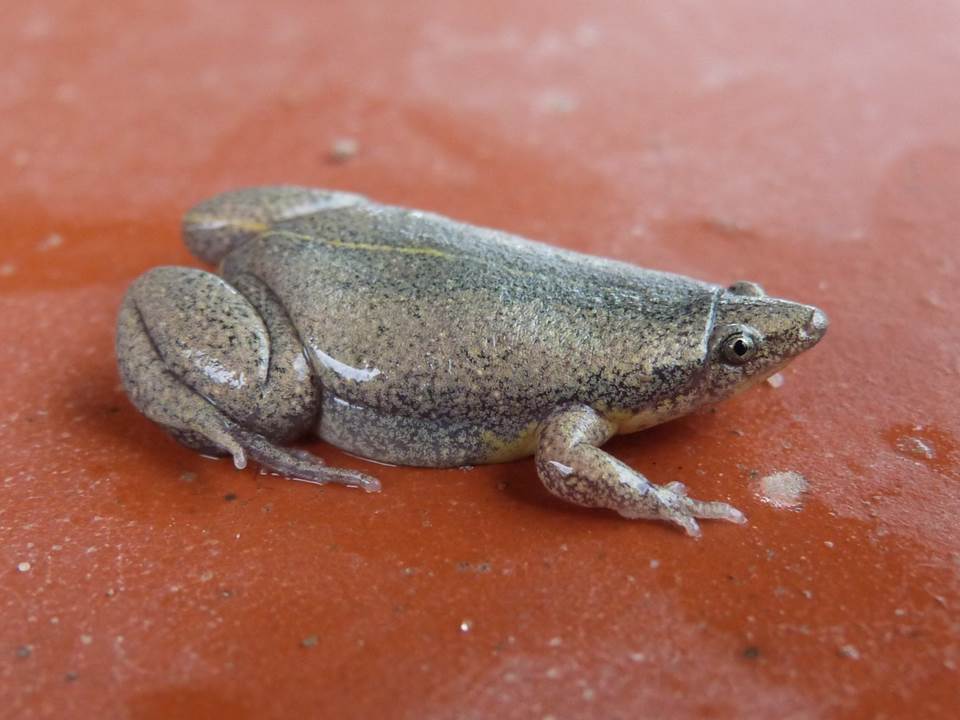 CHACO OVAL FROG Elachistocleis haroi FAUNA PARAGUAY